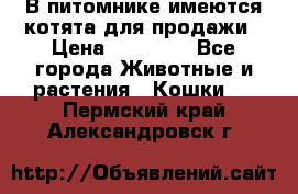 В питомнике имеются котята для продажи › Цена ­ 30 000 - Все города Животные и растения » Кошки   . Пермский край,Александровск г.